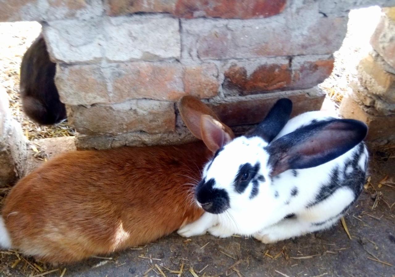 Отель Jurtafarm Rackeve - A Nomad Luxus Экстерьер фото