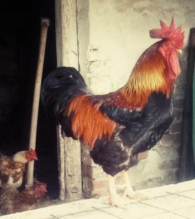 Отель Jurtafarm Rackeve - A Nomad Luxus Экстерьер фото